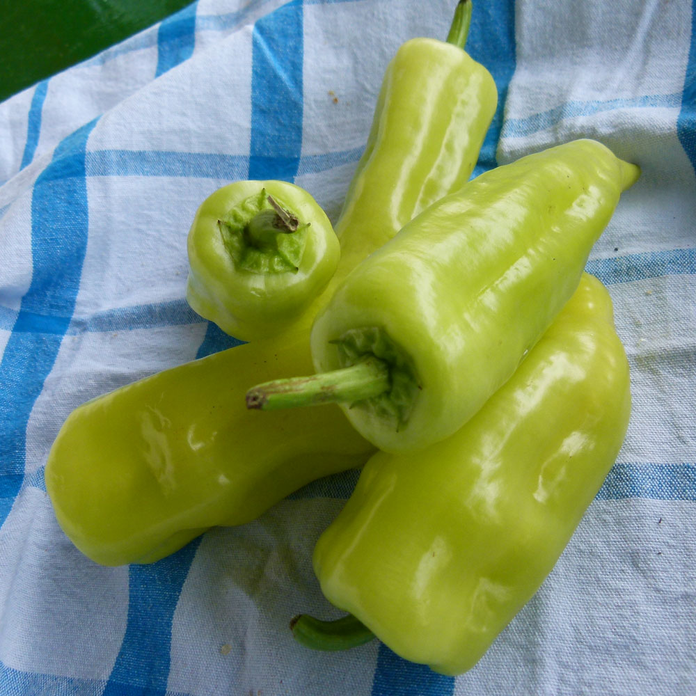 Paprika zelená 1 kg