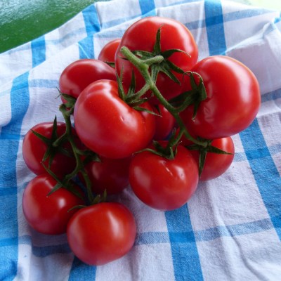 domace-paradajky-02