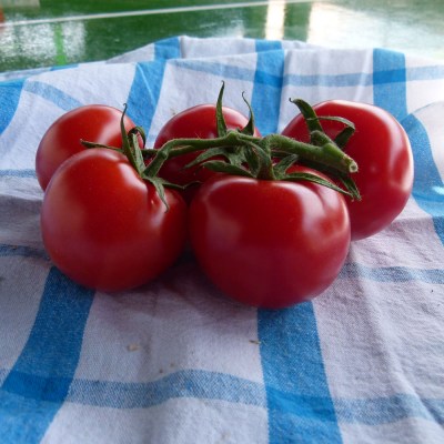 domace-paradajky-03