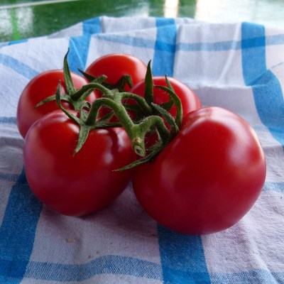 domace-paradajky-04