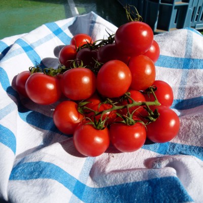 domace-paradajky-krickove-oborin-02