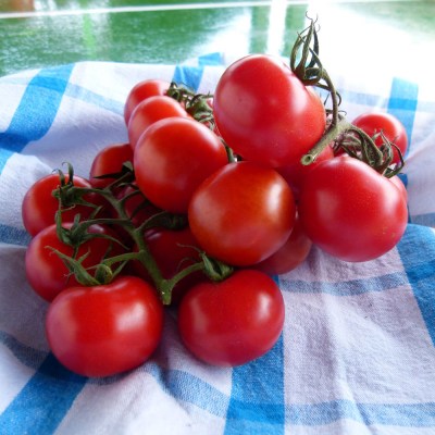 domace-paradajky-krickove-oborin-03