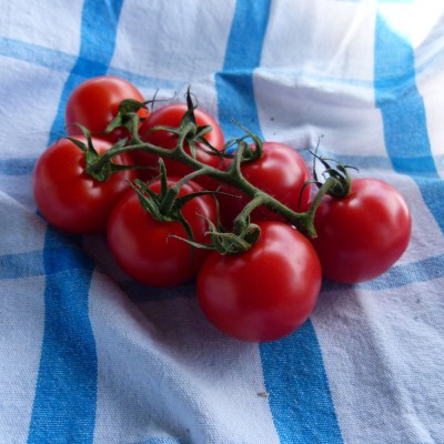 domace-paradajky-krickove-oborin-04