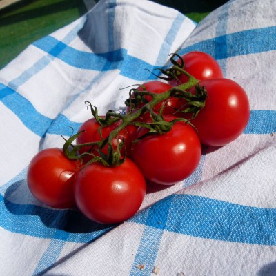 domace-paradajky-krickove-oborin-05