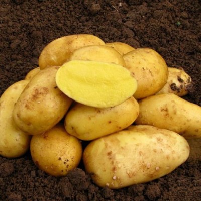 Sadbové zemiaky odroda Antonia